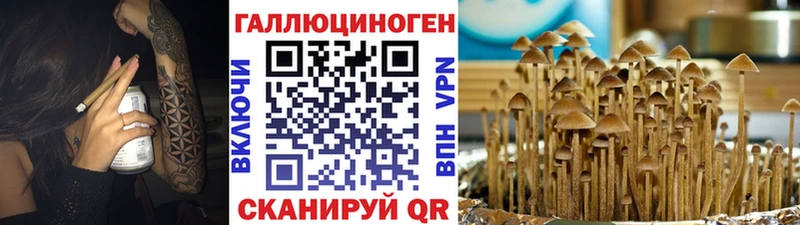 Псилоцибиновые грибы Cubensis  Кропоткин 